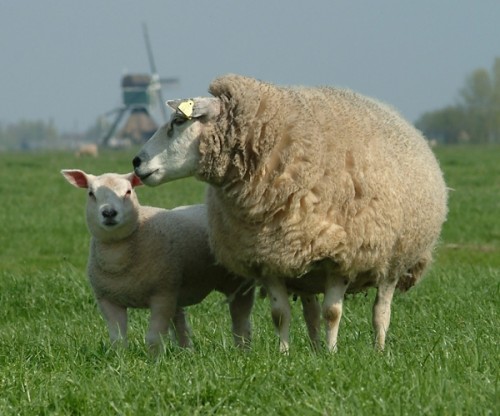 fotolia_397073-sheep-with-lamb-and-full-wool-coat-500x416.jpg