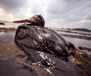 Oil Reporter mobile app puts tracking the spill in the hands of the crowd