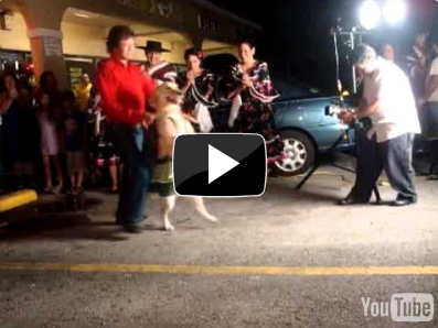 Dog dances the Merengue pretty well actually