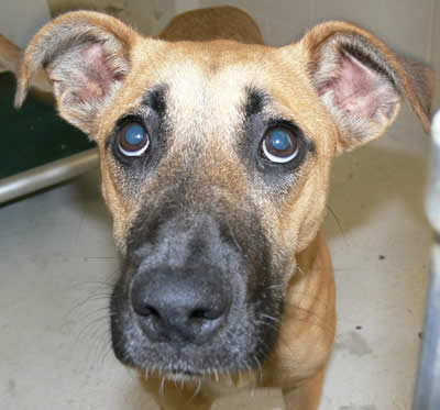 dog
