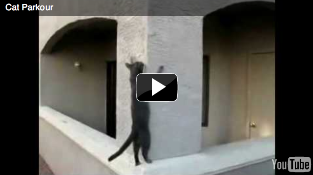 What do kittens do when it ain’t Caturday?