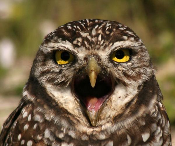 Promoted tweets coming to Hootsuite and Tweetdeck.