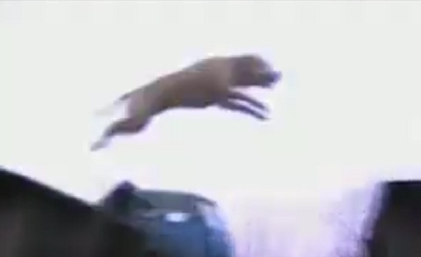 Parkour Dog Hits The Streets