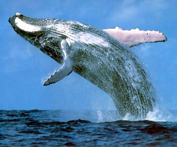Crowdsourcing can do anything, including proving that whales can migrate 6,000 miles
