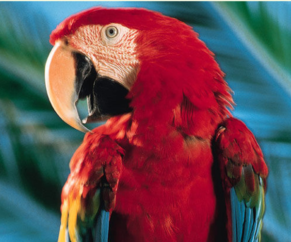 Parrots love to have fun too