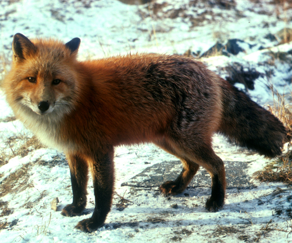 Firefox 4 Beta comes to Android, with pinch-to-zoom