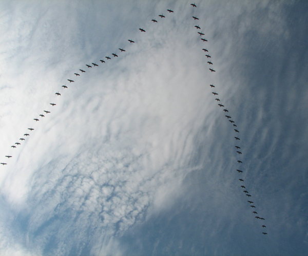 Flock Updates: Supports Mac, Newer Chromium Engine. And…Scene.