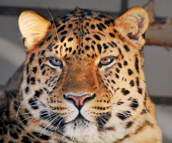Apple Finally Patches Critical Security Hole in OS X Leopard