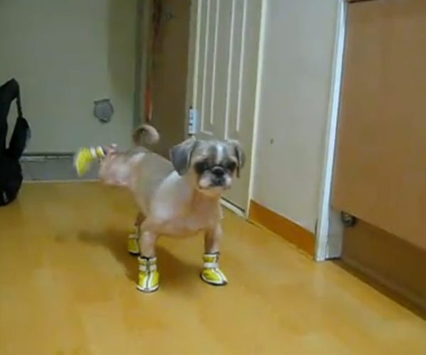 Dog trying to walk in shoes made me cry with laughter.