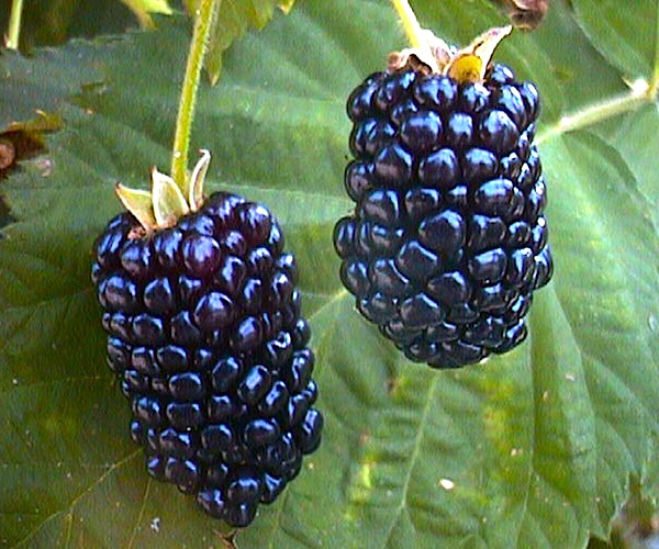Blackberry 6 leads with US security approval, but for how long?