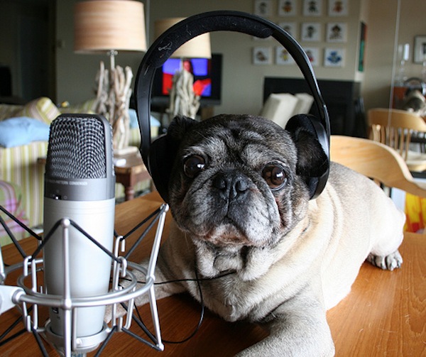 Podcasting Microphone Showdown: 3 Blue Mics Compared