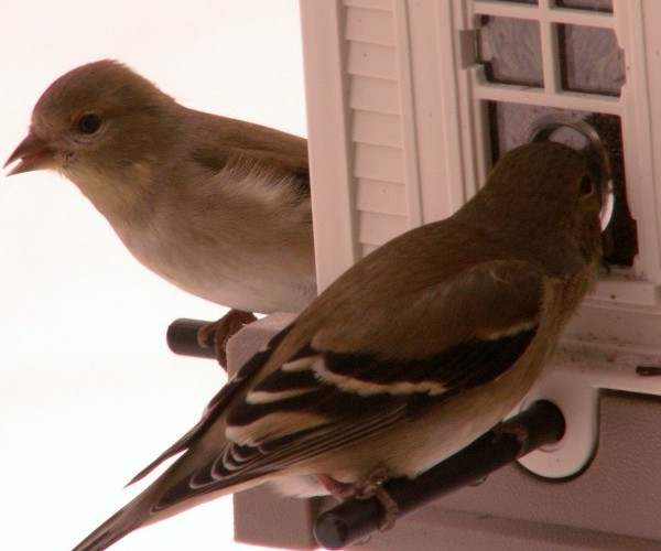 Discover new Twitter users by their photo with Twoto