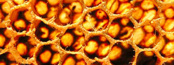 Official: Android 3.0 Honeycomb to be unveiled next Wednesday