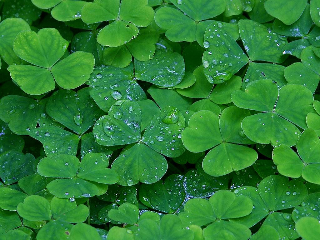 10 free iPhone apps for a Happy St. Patrick’s Day