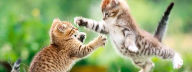 Foursquare vs Unsubscribe: Two CEOs duke it out over Twitter and YouTube
