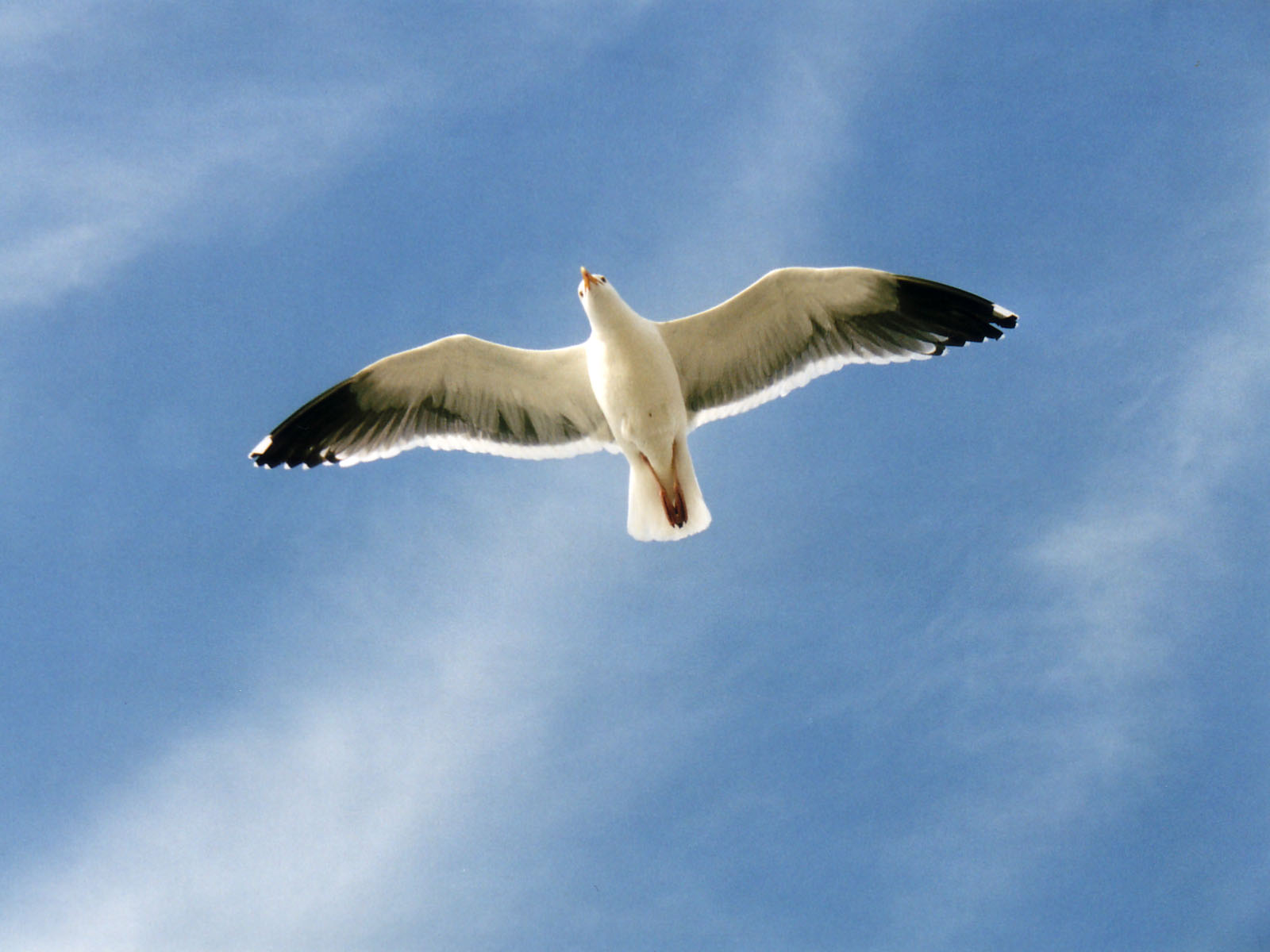 Robotic Seagulls Take Flight