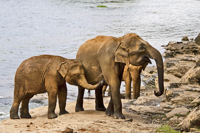 Namecheap raises $20k for Save the Elephants following GoDaddy CEO’s hunt video