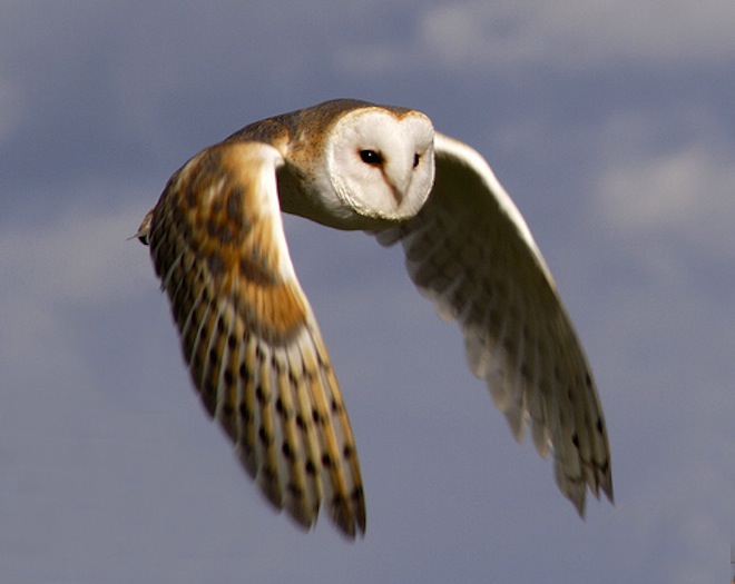 HootSuite’s pivot: Introducing Happy Owls