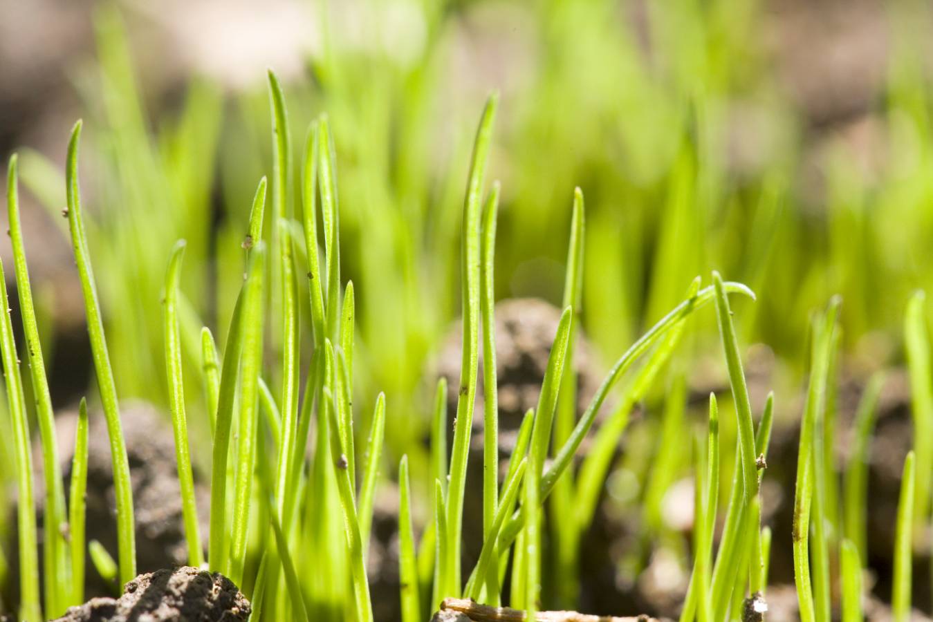 StartupLi.st launches, for entrepreneurs and early adopters