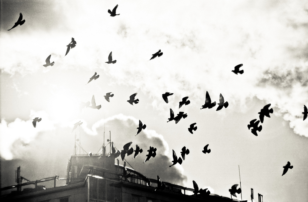 The Second Generation Twitter: Adwords and photo sharing ready to hatch.