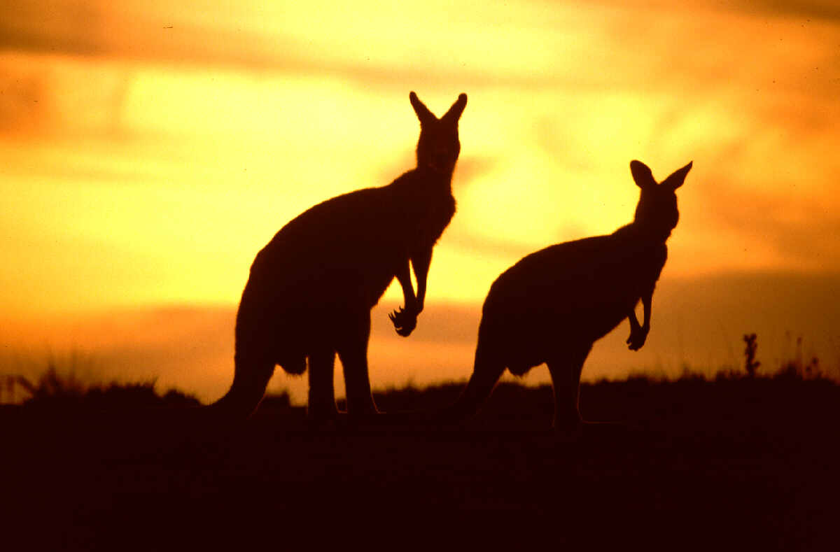 Australian telecom company launches one of the smartest Facebook apps to date