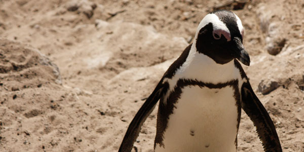 Torvalds updates Linux kernel to 3.0, hits 20 year milestone