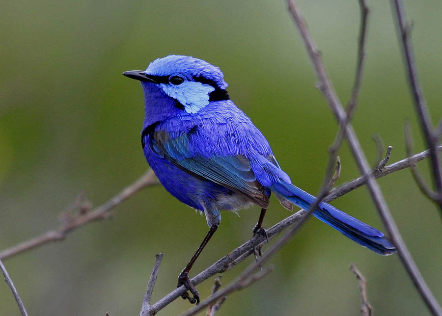 Wren: Tweet without distraction in this minimalist Mac app