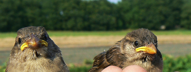 Sparrow now being advised by creators behind Tweetie and Path