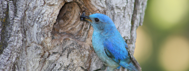 Twitter reportedly to begin placing ads directly into users’ streams