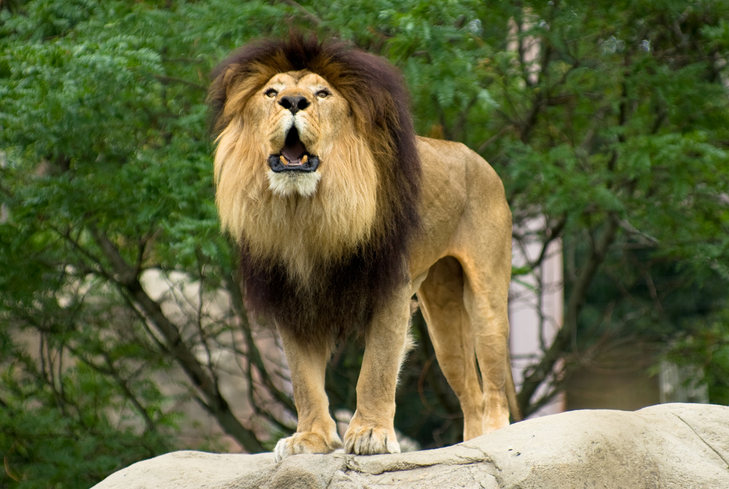 How to Upgrade Your Mac to OS X Lion