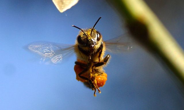VideoBee: A centralized viewing hub for all your online video