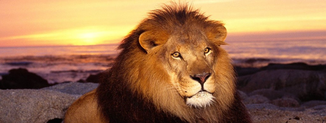 Quick Poll: It’s been 24 hours. What are your first impressions of OS X Lion?