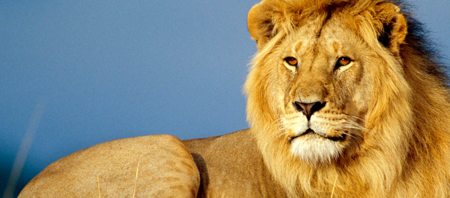 It’s here! Mac OS X Lion now available for download