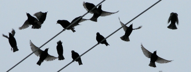 Share Playlists on Twitter with TuneBirds