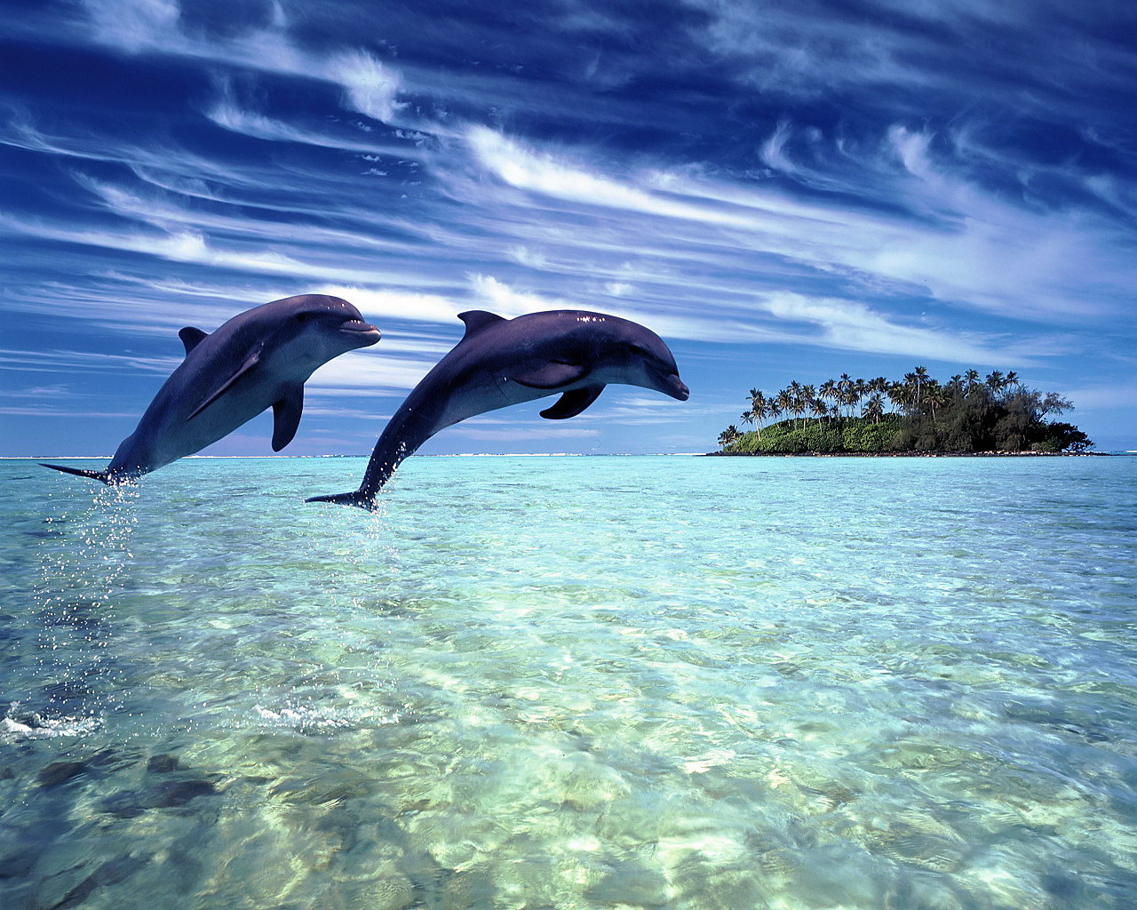 Dolphin Browser leaks thousands of beta tester emails