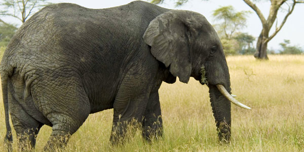 Despite uproar, the market didn’t care that Bob Parsons shot an elephant.