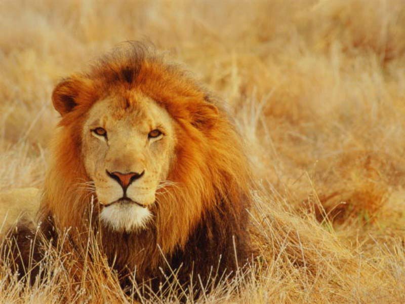 Ars Technica’s OS X Lion review made $15,000+ in 24 hours on the Kindle