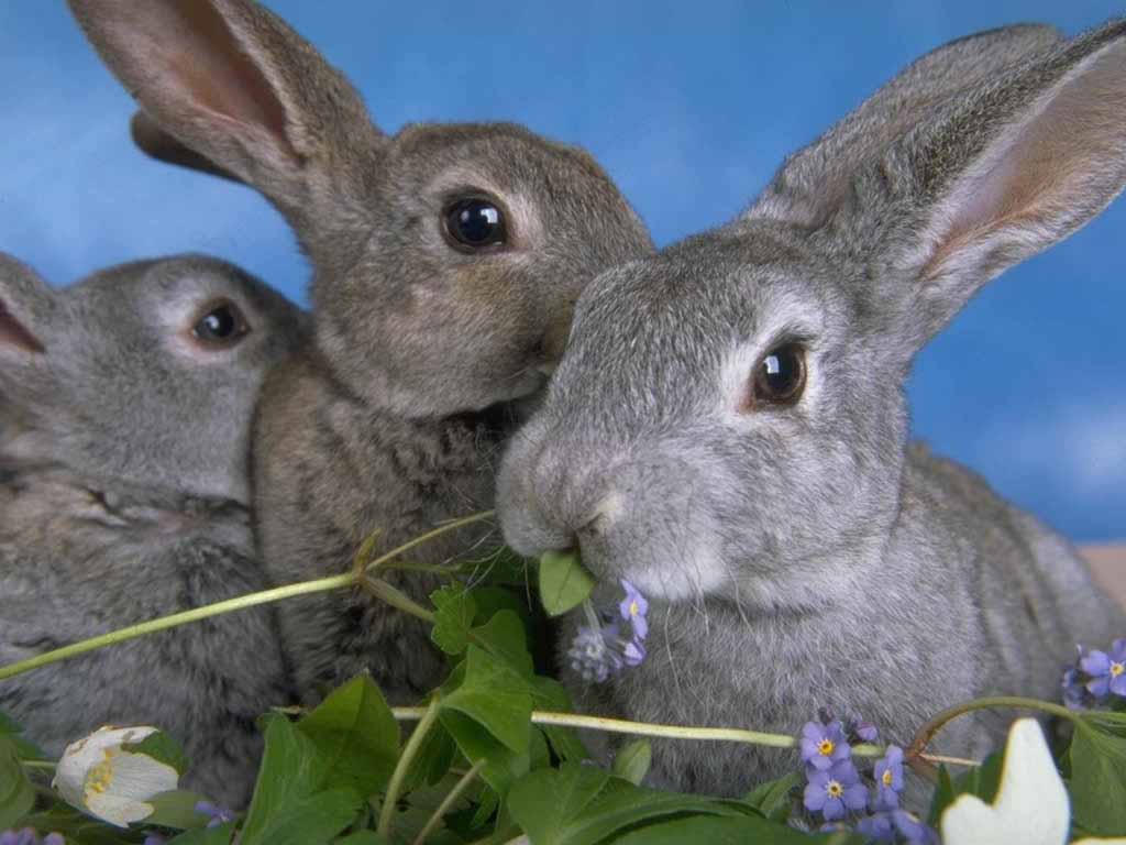 TaskRabbit finally launches for Android, but only in the UK…where it’s now available for ...