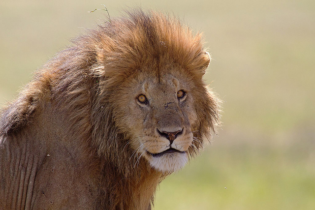 Can’t download OS X Lion? Apple just released it on a USB Thumb Drive