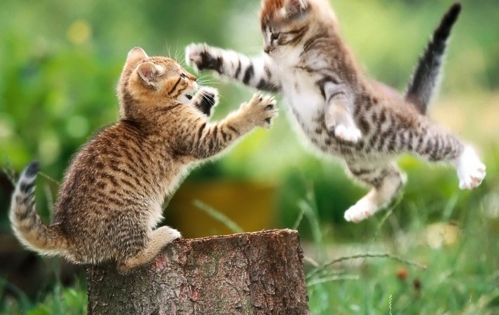 Google+ vs. Facebook: Some people are way too passionate about this battle…