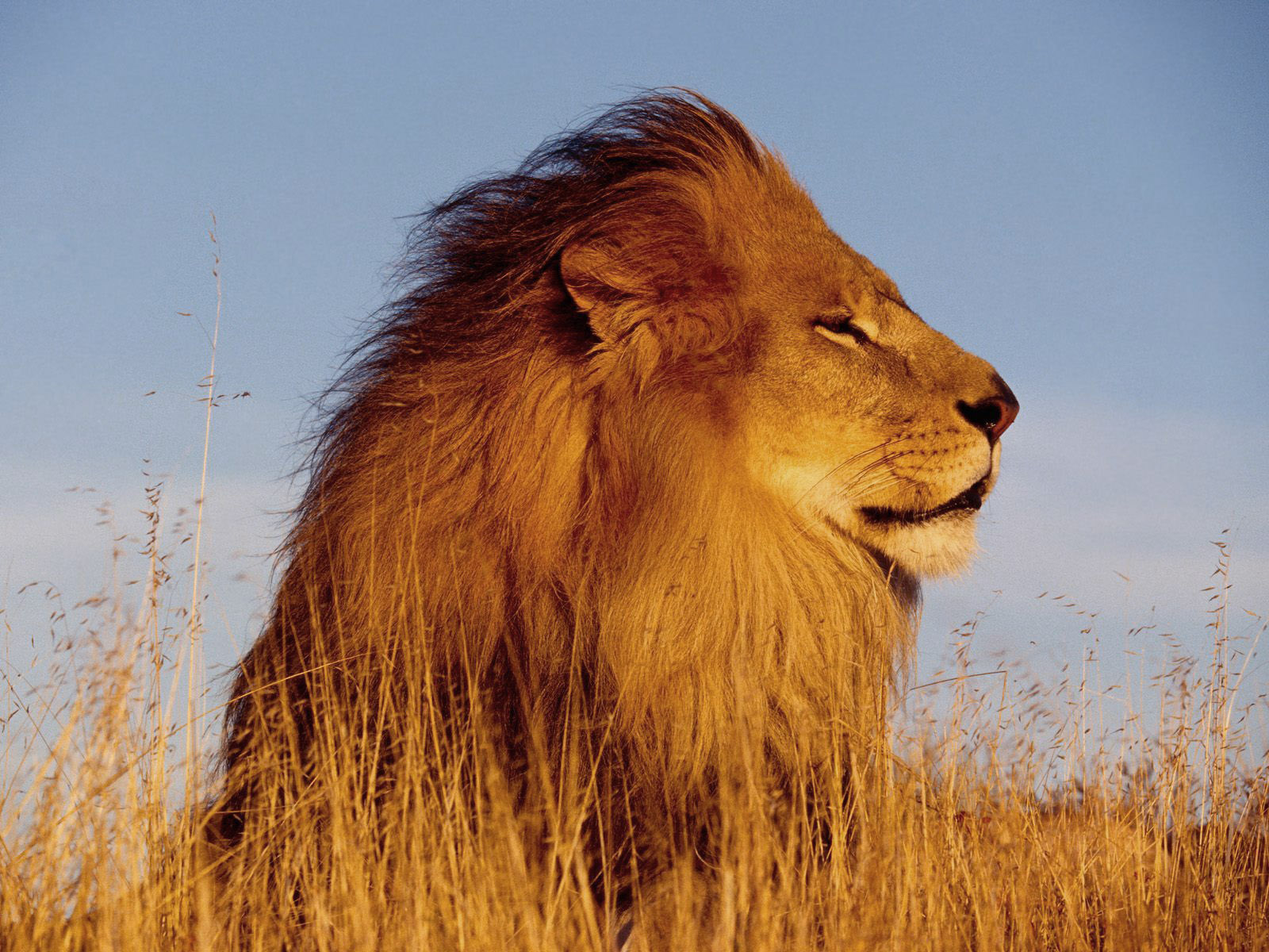 7 useful features Apple removed from Mac OS X 10.7 Lion (and how to get some of them back)