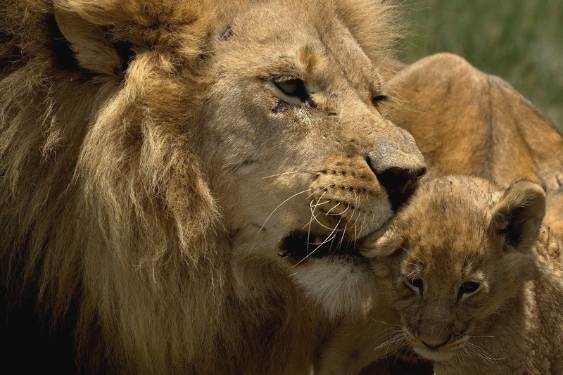 Apple’s first update to OSX Lion now available for download