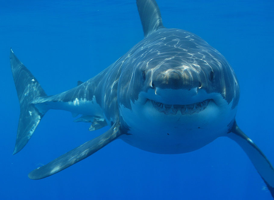 Get down with Grooveshark, now available on your Boxee