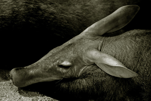 Google closes Aardvark social search as part of Labs shutdown
