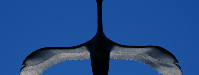 Twitter is hiring engineers to beef up its Anti-Spam division