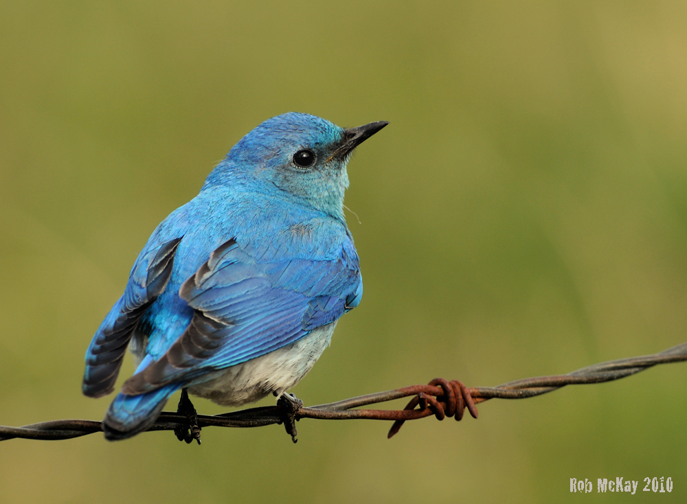 7 Ugly Twitter Birds