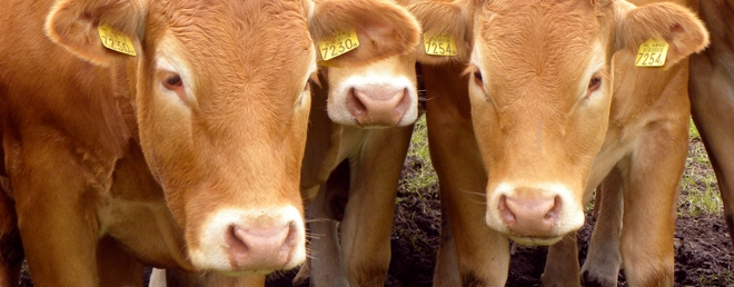 Even before Siri gets an API, Remember The Milk shows it can work with some third-party apps