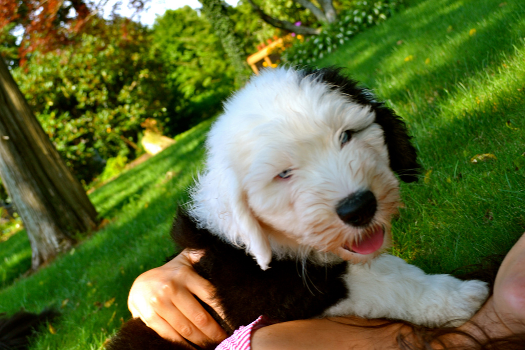 Tumblr Tuesday: The Fluffington Post is less news, more puppies!