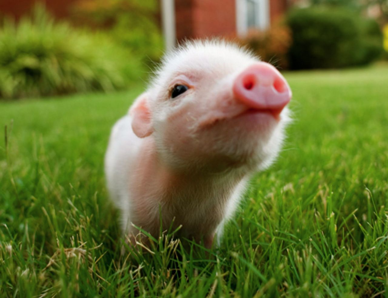 Chilean game startup e-Pig Games wants you to say “BAAACOOOOON!!! UUURGGGHH!!!”