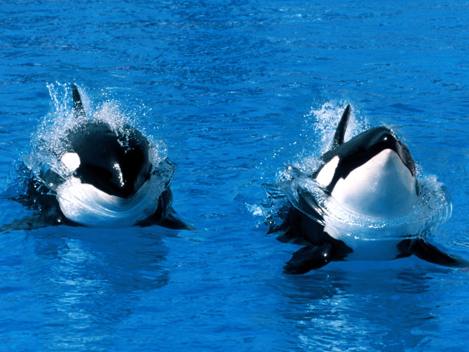 Whale.FM wants you to listen to and help analyze whale songs